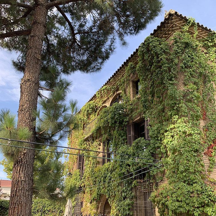 Fachada cubierta de hiedra junto a un gran pino del jardín